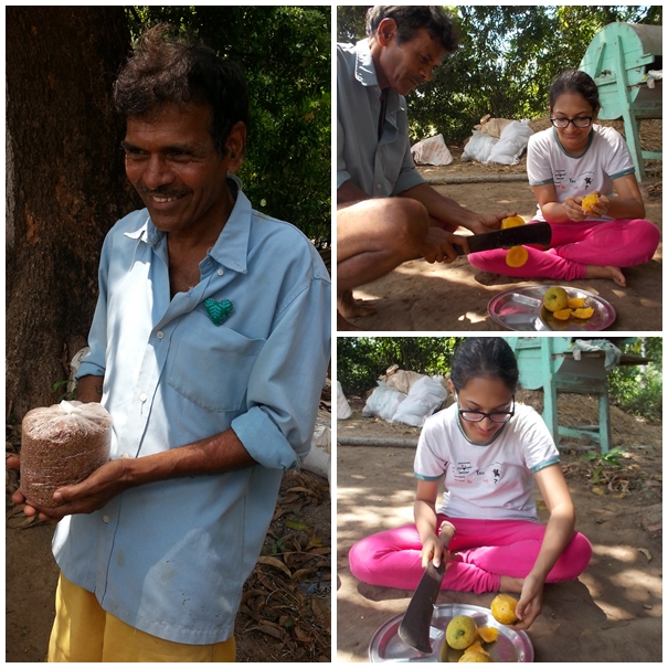 Bhaav Jatra: Anand Mayekar and mangoes at his farm