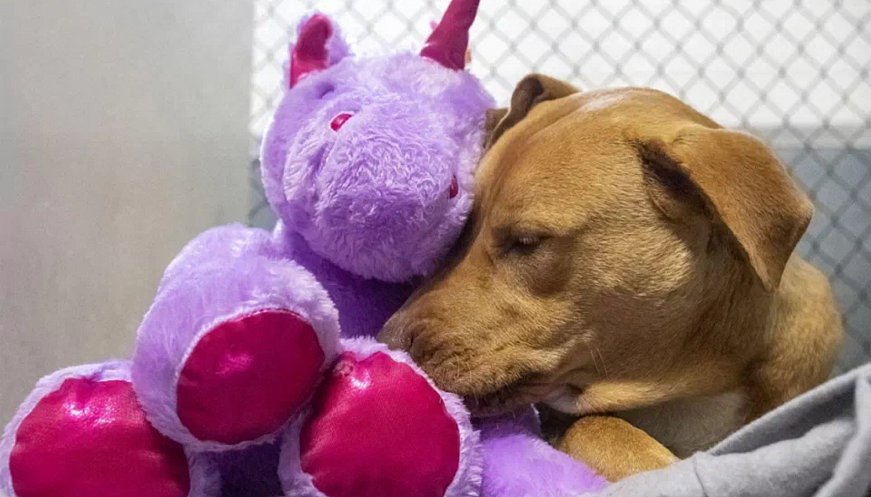 A Dog Who Kept Sneaking Into A Dollar General For A Unicorn Toy Gets His Plush And A New Start