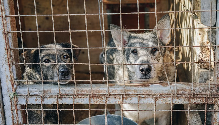 A Shelter In Ukraine Saved Hundreds Of Cats And Dogs -- And A Lion