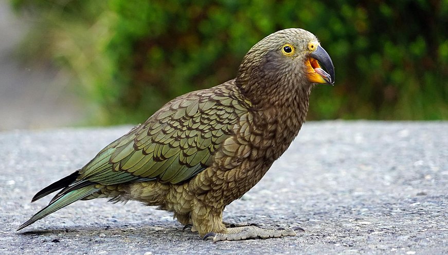 Wellington Urban Sanctuary helps Save Endangered Native Birds