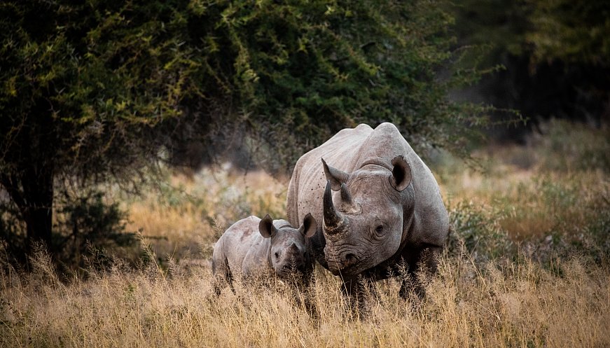 After 40 Years of Extinction, Rhinos Return to Mozambique