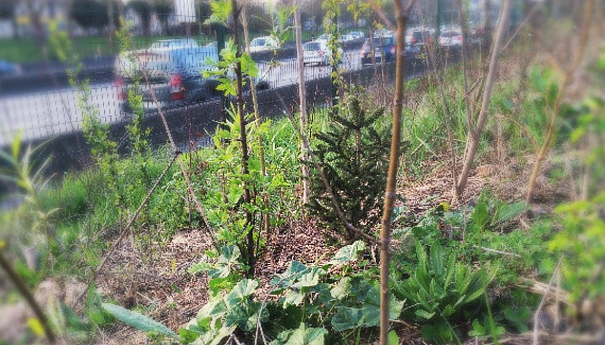Volunteers Plant Mini-Forests In Paris To Slow Climate Change, Tackle Heatwaves