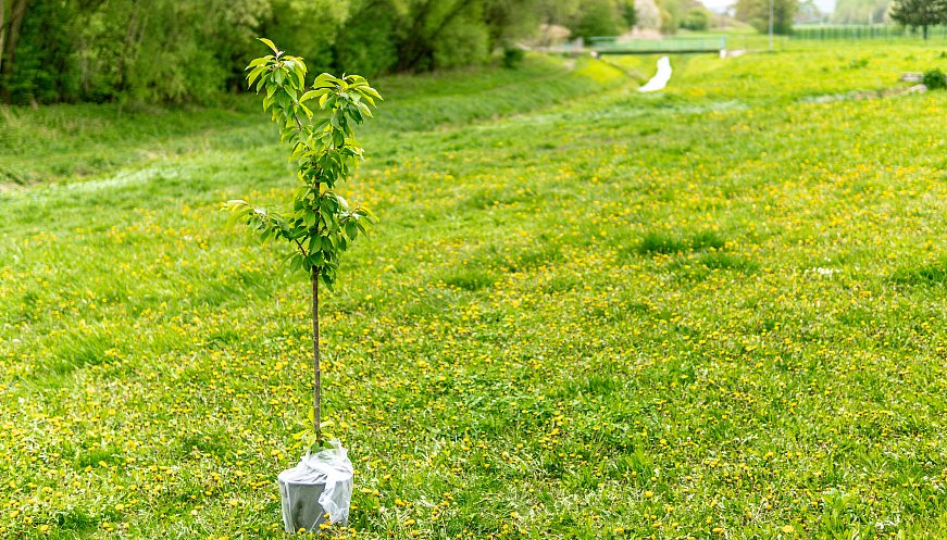Canadian Man Fights Climate Change by Planting 23,000 Trees in 24 Hours