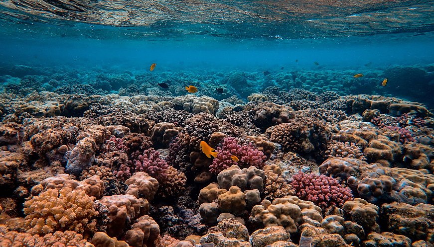 Largest-ever Data Set Collection Shows How Coral Reefs Can Survive Climate Change