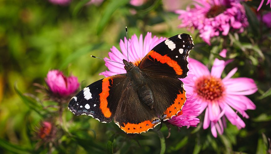 Red Admiral Butterfly Population Soars 400% In UK As Winters Warm