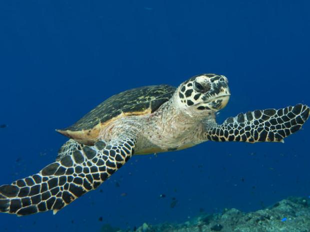 Saving Sea Turtles in the Solomon Islands