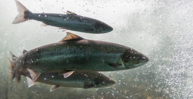 What Humans Can Learn from the Wisdom of Salmon