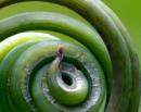 The Promise of Biomimicry
