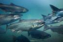 What Humans Can Learn from the Wisdom of Salmon