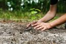 This Village in India Plants 111 Trees Every Time a Girl Is Born
