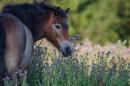 Knepp Rewilded