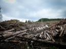 Understory: A Journey into the Tongass National Forest
