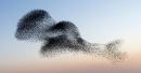 Flight of Starlings