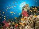Fishpeople: Lives Transformed by the Sea