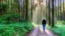 Shinrin-Yoku (Forest Bathing)