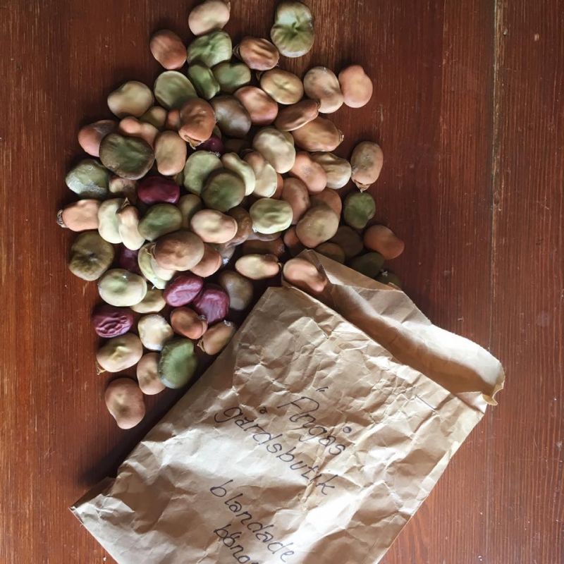 Grow gbg seeds.jpg