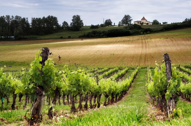 French vineyard along the Garonne river